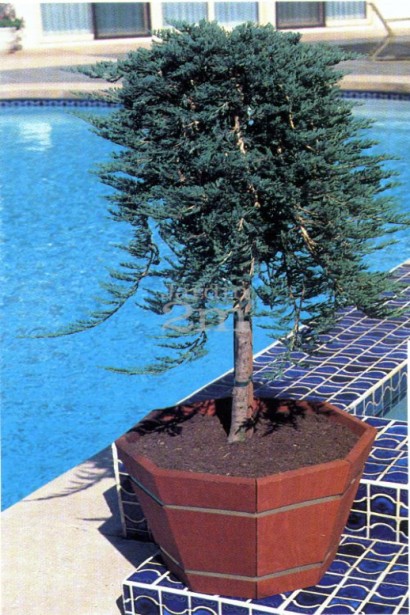 Ялівець Вілтоні на штамбі в контейнері біля басейну